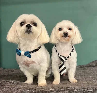 Salon Groomerski Sznoopa-DogSpa